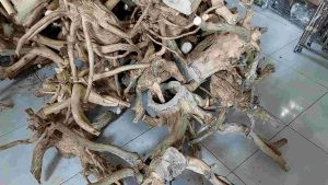 Kayu Akar Java Wood untuk bahan Aquascape Hiding Tangkringan Hewan Peliharaan dll
