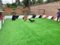 Thảm cỏ nhân tạo trải sàn sân vườn 2cm đế bạt không bụi cuộn 2m x25m cuộn 50m  cỏ  như vi deo.,thảm cỏ nhựa  lót sàn  vỉa hè lối đi. 