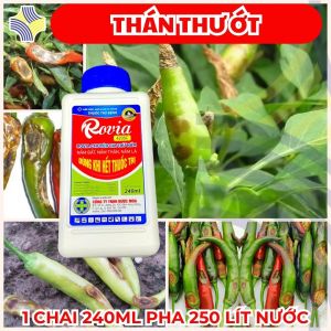 Pyrimethanil trong ROVIA 420SC giúp kiểm soát Thán Thư Ớt Đốm Trái Cháy Cuống – Hiệu Quả Mùa Mưa – Pha 250 L Nước