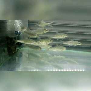 ikan kelah hijau/Neolissochilus/mahseer/青吉罗 7-9CM