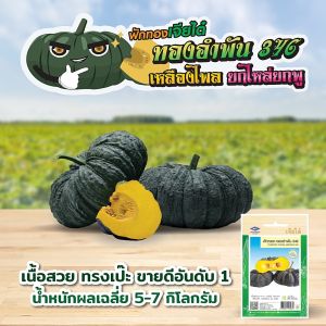 เมล็ดฟักทอง ทองอำพัน346 ตราเจียไต๋ บรรจุ2กรัมประมาณ20เมล็ด เมล็ดพันธุ์ฟักทอง เมล็ดพันธุ์ผัก เมล็ดผักสวนครัว ฟักทองทองอำพัน เจียไต๋