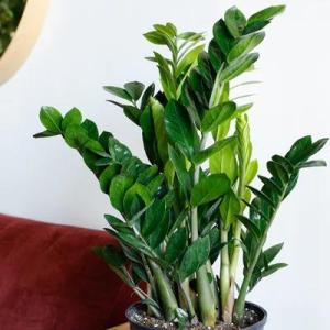 Zamioculcas zamiifolia (ZZ Plant) - - Pokok ZZ Tahan Lasak - ज़ेड ज़ेड प्लांट पौधा Zamioculcas zamiifolia – Low-Maintenance Glossy Indoor Plant Drought Tolerant Tropical Foliage Feng Shui Lucky Plant LIVE PLANT