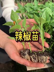 Line Pepper Seeds Chili Seedlings Thin Skin Hangzhou Pepper Seeds Balcony Four Seasons Spring Vegetable Seedlings Chili Seeds Collection
