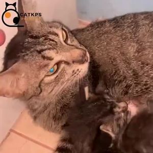KPSPro Ubat Kurap Kucing Fungus Luka Gatal Kudis Anjing Cat Dog Paling Mujarab Krim Deanol