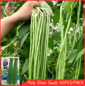 40seeds/pack -Pole Sitao Seeds - Sitao Long Seeds-A651