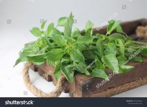 Sindo - Kemangi Indonesian Basil Live Plant IJWISCLMSS