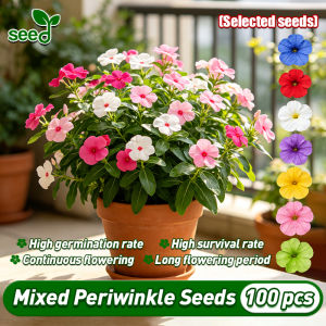 [Selected Seeds] 100pcs/pack Authentic Potted Vinca Seeds Assorted Mixed Color Periwinkle Flower Seeds Hanging Vinca Flower Seeds for Planting and Gardening Bonsai Periwinkle Plant Seeds for Garden Decor Periwinkle Live Plant Indoor Flowering Plants Seeds