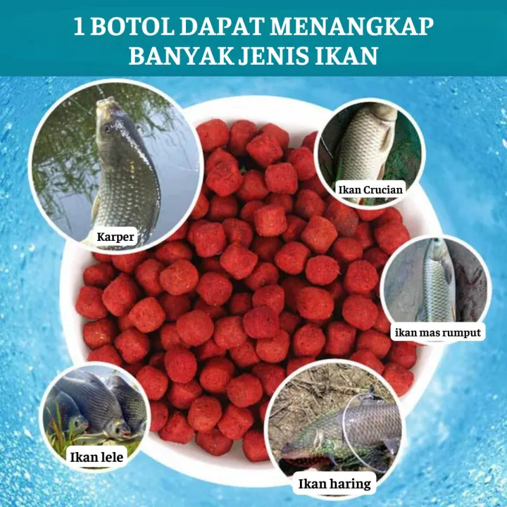 Umpan pancing pellet rasa cacing tanah, Umpan untuk ikan mas, ikan mas ...