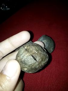 Muncang Adu Jalim: Panduan Lengkap