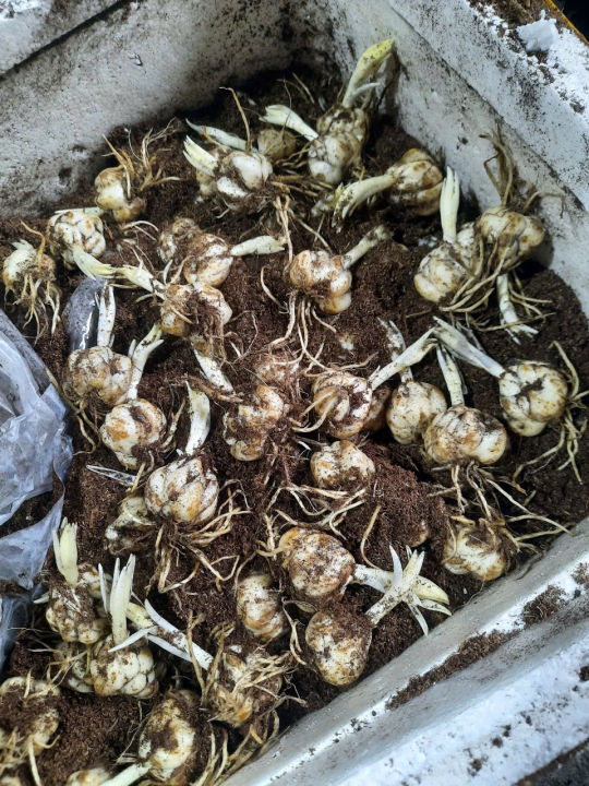 B%E1%BB%99%205%20c%E1%BB%A7%20gi%E1%BB%91ng%20hoa%20ly%20l%C3%B9n%20hoa%20m%C3%A0u%20v%C3%A0ng%20-%20Image%205