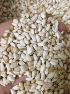 hạt kham trắng thục phẩm cho chim gà 1kg