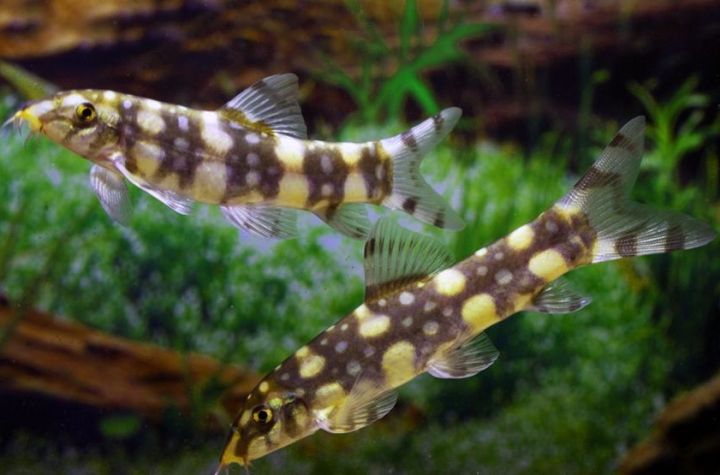 【Su's Aquatic】POLKA DOT LOACH / BURMESE BORDER LOACH / TELEOSTEI ...