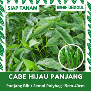 (20 POHON) BIBIT SEMAI CABE HIJAU PANJANG KUALITAS UNGGUL SIAP TANAM