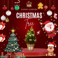 Cây Sơn Tùng, Cây Trang Trí Giáng Sinh, Cây Thông Noel Cao 1Met.