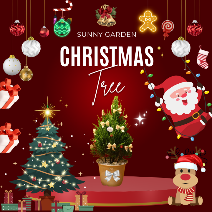 Cây Sơn Tùng, Cây Trang Trí Giáng Sinh, Cây Thông Noel Cao 1Met