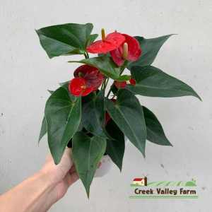 [Live Plant] CVF Anthurium Aristo Netherlands |   | 溪谷农场 荷兰迷你红 亞里士多 火鹤花