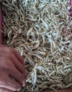 COD Ikan Asin Teri Jengki Super Ikan Asin Murah