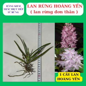 lan hoàng yến tím hoa thơm dễ trồng nhanh phát triển