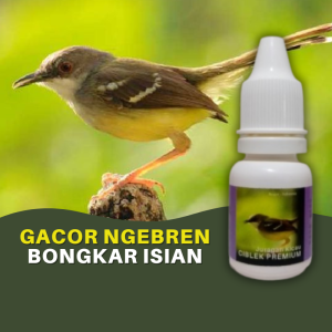 Doping Vitamin Burung Ciblek Premium Nembak Gacor Ngebren Bongkar Isian