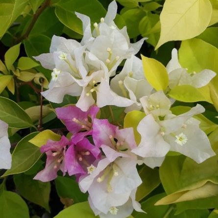Bibit%20Bunga%20Bugenvil%20Kelisa%20Putih%20ORIAN%20/%20Bougenville%20Kelisha%20Putih%20Daun%20Kuning%20Import%20Cantik%20-%20Image%202