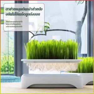 ปลูกหญ้าแมว ฝาตาข่ายป้องกันต้นกล้า กําจัดก้อนขน กระถางปลูก ไม่มีดิน บํารุงรักษาการเปลี่ยนน้ำ