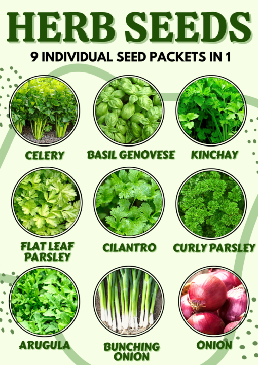 HERB SEEDS Basil Genovese Celery Curly Parsley Kinchay Bunching