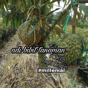 BIBIT DURIAN MONTONG bisa berbuah dalam pot (bisa tabulampot) pohon pendek berbuah