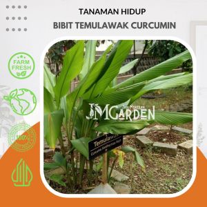 [JM Garden] Bibit Temulawak Kualitas Super Premium / Tanaman Herbal Temulawak (Curcumin)