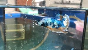 *RANDOM PICK* Blue Marble Fancy Plakat Betta fish/ ikan laga S / S+ / M
