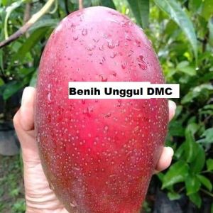 Bibit Mangga Red Emperor Super