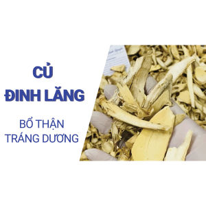 100g Củ Đinh Lăng Khô - Rễ Đinh Lăng Khô