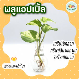 ❤ โปร 2.2 ❤ (3 กิ่งลด 5.-) พลูแอปเปิ้ล ต้นไม้ปลูกน้ำ ต้นไม้เลี้ยงในน้ำ ไม้ฟอกอากาศ ต้นไม้ในร่ม เสริมโชคลาภ ร่ำรวย ประดับบ้าน โต๊ะทำงาน