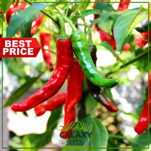 "GalaxySeeds" Chinese Red Chili Pepper Seeds (20 Seed) for Planting Herbal Plant. Szechuan Heirloom Sichuan Chili