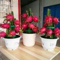 [Easy To Grow In Malaysia] Pitaya Seeds Dragon Fruit Seeds for Planting (Mixed 200 Seeds) Balcony Potted Yellow Dragon Fruit Plant Seeds Dwarf Fruit Plants Red Dragon Fruit Seedlings Home Garden Seeds Bonsai Tree Live Plant Real Plants Benih Pokok Buah. 