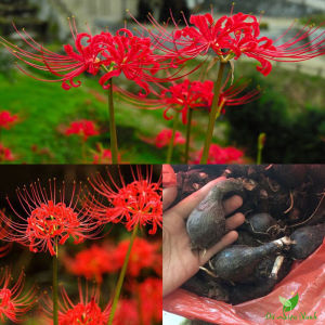 củ giống hoa bỉ ngạn mix màu-tặng kèm viên nén ươm củ