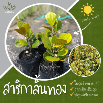 รูปจากผู้ขายบน Lazada: ต้นสาริกาลิ้นทอง สาลิกาลิ้นทอง ไทรใบโพธิ์หัวกลับ ในถุง 4 นิ้ว สูง 15-20 cm รากเต็มถุง ไม้มงคลเสริมโชคลาภด้านค้ ตั้งราคา ฿39