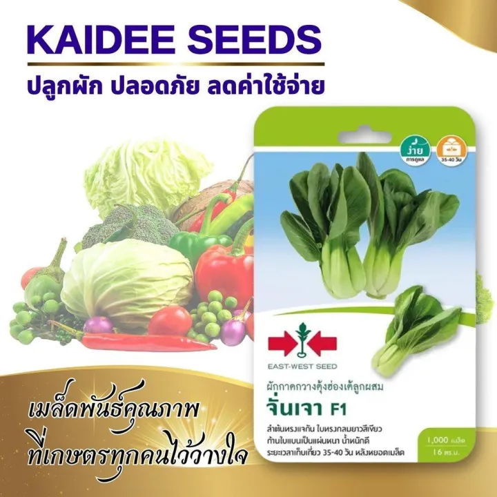 เมล็ดพันธุ์ผักกวางตุ้งฮ่องเต้ จั่นเจา F1 ตราศรแดง ลำต้นสวย เก็บเกี่ยวไว