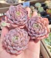 粉纯爱单头 (很漂亮) Echeveria pure love single head Very Nice Colour (4-5.5cm). 