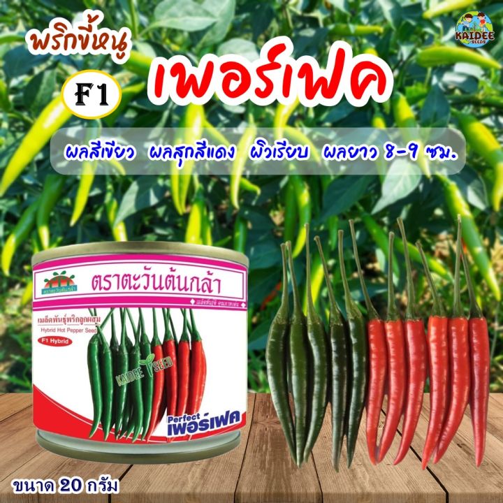 พริก เพอร์เฟค ตราตะวันต้นกล้า เมล็ดพันธุ์พริกสายอัมพวา ทนโรค