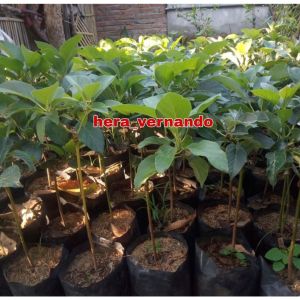 Bibit Alpukat Hawai  Pluwang Jumbo Super