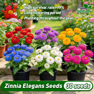 [Selected Seeds 30pcs] 100% Legit Mix Colour Multi-Petals Zinnia Flower Seeds Home Garden Decor Flowering Plants Seeds Zinnia Seeds for Planting Flowers Bonsai Seeds for Gardening Zinnia Plants Seeds Flowers Live Plants Easy To Grow Seed Air Plant