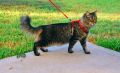 READY SEMUA WARNA TALI KUCING HARNESS O TALI TUNTUN KUCING ANJING HARNES LONCENG. 