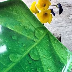 nampan melamin motif daun 25cm/wadah makanan/tempat menyimpan kue