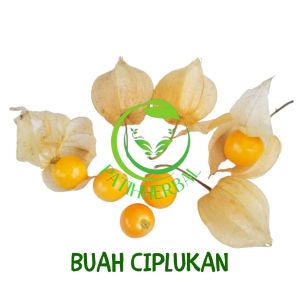 Benih Ciplukan Golden Berry per 100 gram