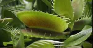 [Bunface Potato Carnivorous Plants] Dionaea Muscipula- Typical Venus Flytrap