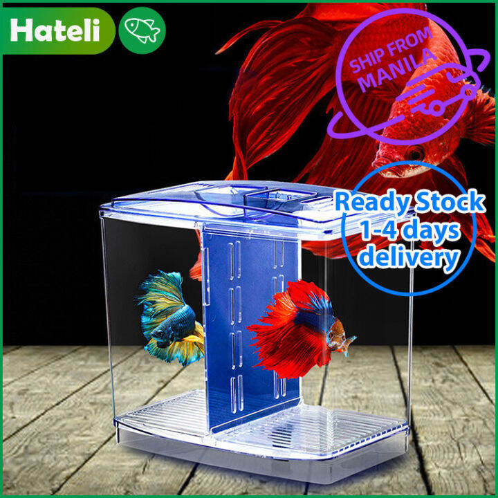 Lazada clearance betta fish