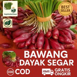 Bawang Dayak Segar Asli Kalimantan 1Kg | Herbal Alami Obat Diabetes Darah Tinggi & Tumor | HALAL