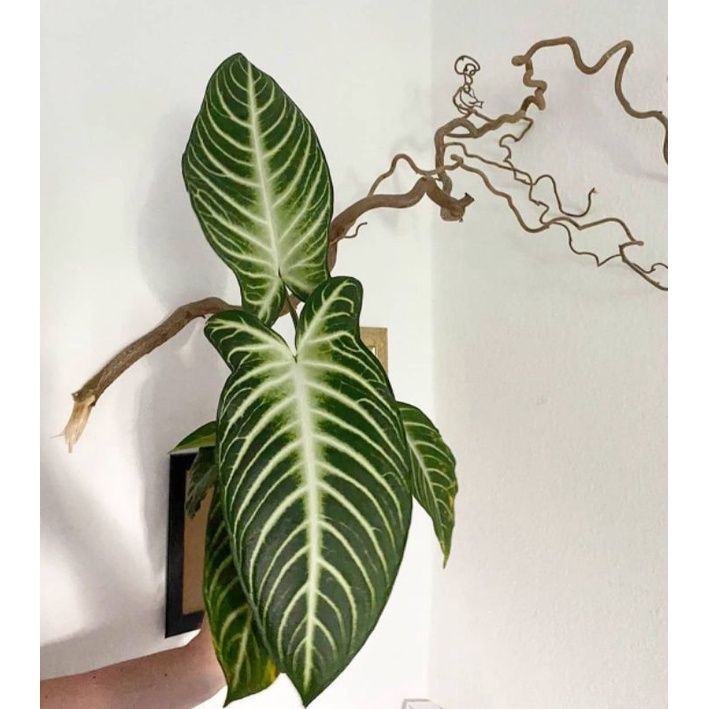 Diareya bilan ogrigan qiz (porno surat) Niqobdagi ayol sikilib ketgan