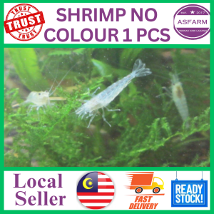 Shrimp no colour 15 pcs