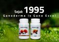 GANODERMA EXCELLIUM (30/90 caps) gano excel original. 